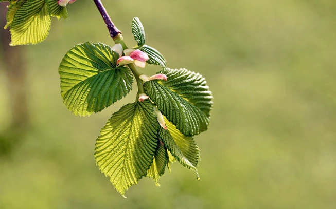 Ftelia, Karagatsi, Ptelea, Ptelei, Ftelios, Ptelia, Vryssos, Vrysia, Afouskia, slippery elm, (Ulmus fulva, Ulmus rubra). 2