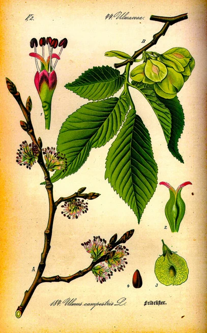 Ftelia, Karagatsi, Ptelea, Ptelei, Ftelios, Ptelia, Vryssos, Vrysia, Afouskia, slippery elm, (Ulmus fulva, Ulmus rubra). 3