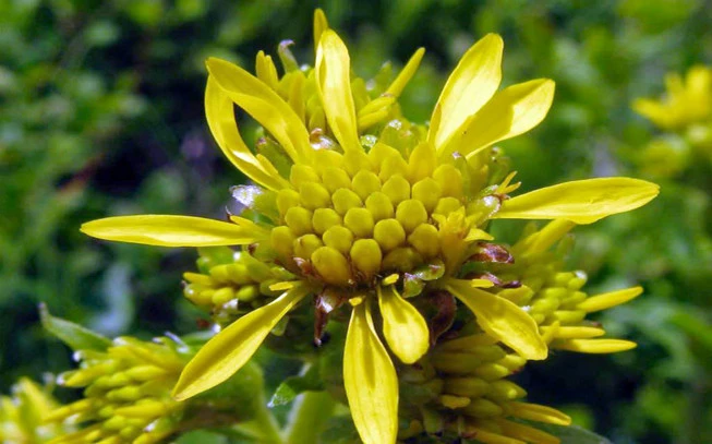 Goldenrod, solindago, woundwort, (Solidago virgaurea). 2
