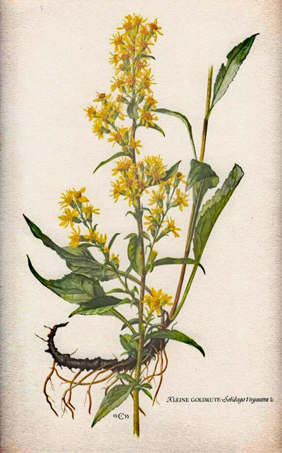 Goldenrod, solindago, woundwort, (Solidago virgaurea). 3
