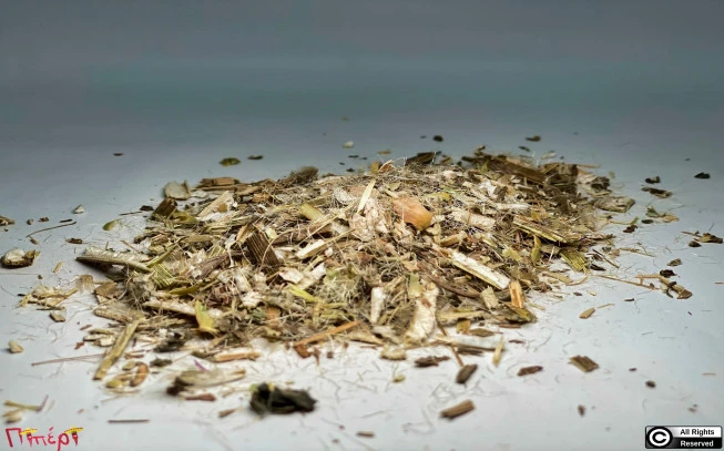 Γαϊδουράγκαθο στέλεχος , (silybum matianum). 1