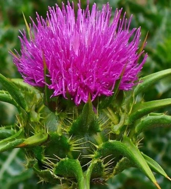 Γαϊδουράγκαθο στέλεχος , (silybum matianum). 2