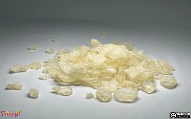 Μαστίχα Χίου μεγάλα δάκρυα ( χοντρή ) ,( pistacia lentiscus var. chia ). 1