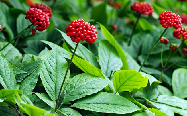 Τζίνσενγκ σκόνη , ( panax ginseng ). 2