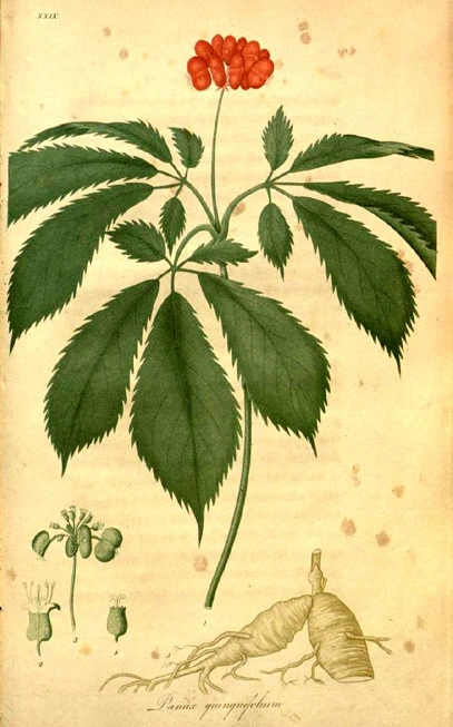 Τζίνσενγκ κόκκινο, ( panax ginseng ). 3