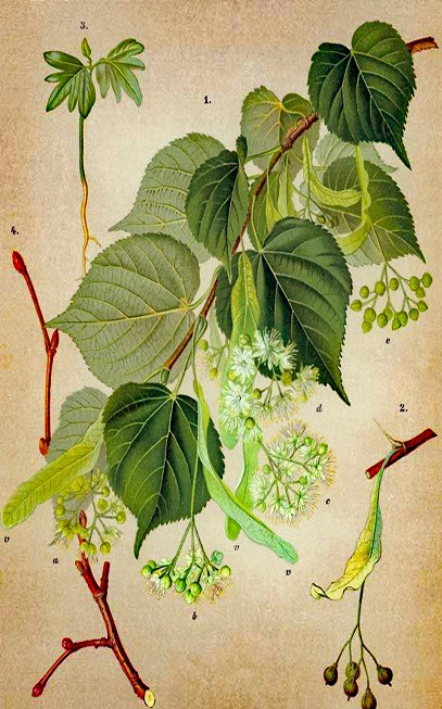 Tilio flower, linden, heart-shaped lichen, common linden, (tilia cordata) (Tilia × europaea) (tilia platyphyllos). 3