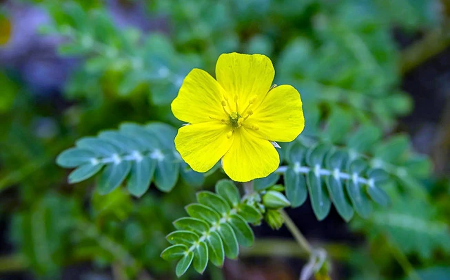 Τριβόλι σκόνη , τριόλι , πεντάξυλο , Devil Thorn ,  Caltrop , puncture vine , ( tribulus terrestris ). 2