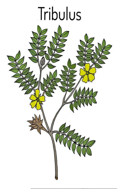 Τριβόλι σκόνη , τριόλι , πεντάξυλο , Devil Thorn ,  Caltrop , puncture vine , ( tribulus terrestris ). 3