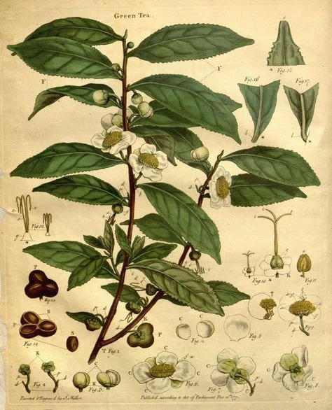 Ceylon black tea Canary brand 1kg No 0, black tea, English tea, Turkish tea, (camelia sinensis). 3