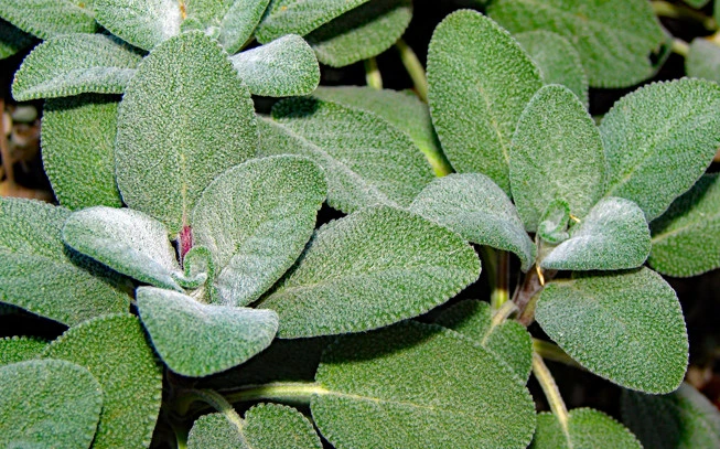 Sage leaf, medicinal sage, medicinal sage, aliphasia, sage, saffron, wild sage, Sage, (salvia officinalis). 2