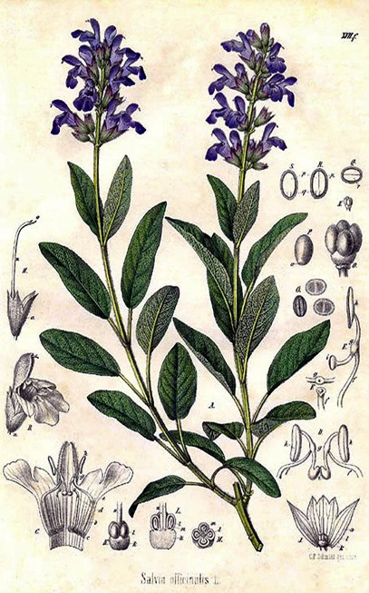 Sage leaf, medicinal sage, medicinal sage, aliphasia, sage, saffron, wild sage, Sage, (salvia officinalis). 3
