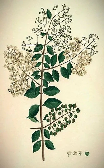 Henna brown color, (lawsonia inermis). 3