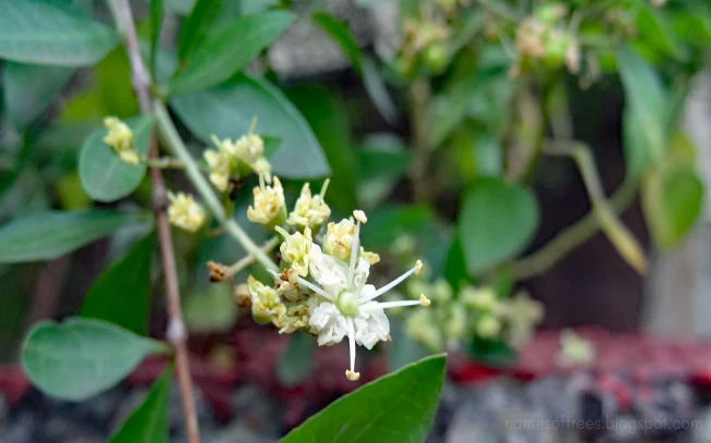 Henna black collor, (lawsonia inermis). 2