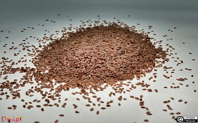 Brown psyllium, Herbaceous, Plantain, Plantago, Succulent, Psyllium, (platango ovata - white) (platango psyllium - black). 1