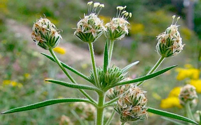 Brown psyllium, Herbaceous, Plantain, Plantago, Succulent, Psyllium, (platango ovata - white) (platango psyllium - black). 2