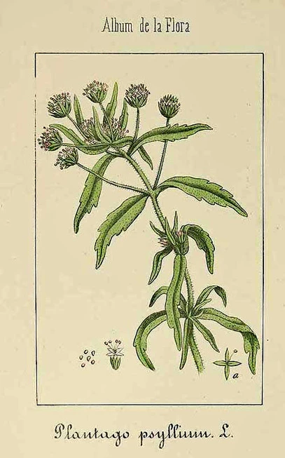 Brown psyllium, Herbaceous, Plantain, Plantago, Succulent, Psyllium, (platango ovata - white) (platango psyllium - black). 3