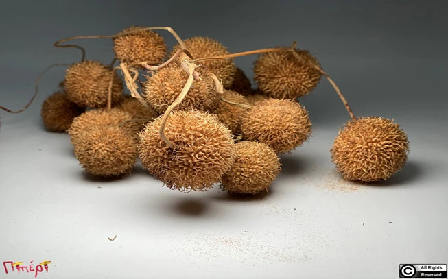 Πλατανόμηλα , Oriental Plane Tree fruit( Platanus orientalis fructus ). 1