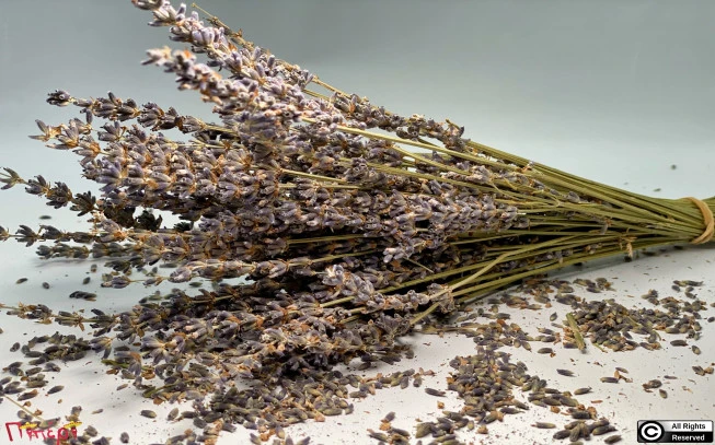 Λεβάντα αποξηραμένη σε μάτσο,  λεβάντα η στενόφυλλος, Lavender (levandula angustifolia). 1