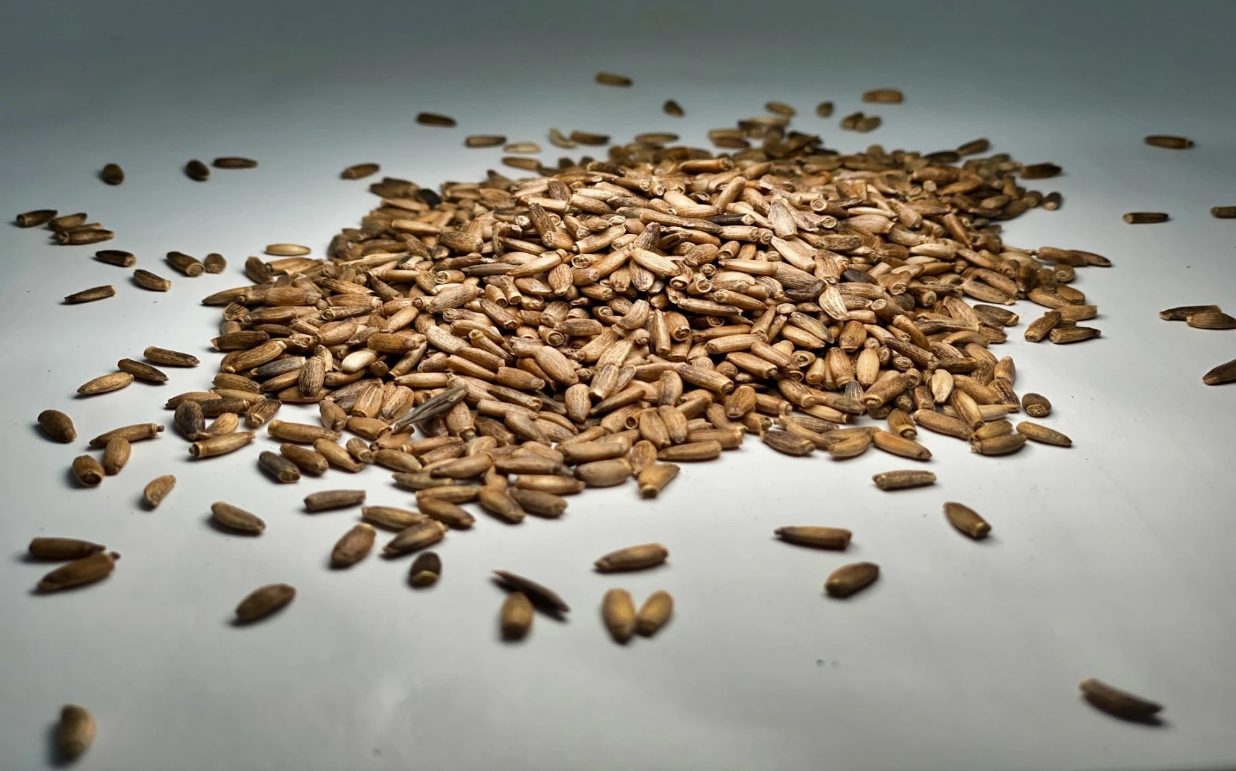 Γαϊδουράγκαθο σπόροι ,  (silybum matianum). 1