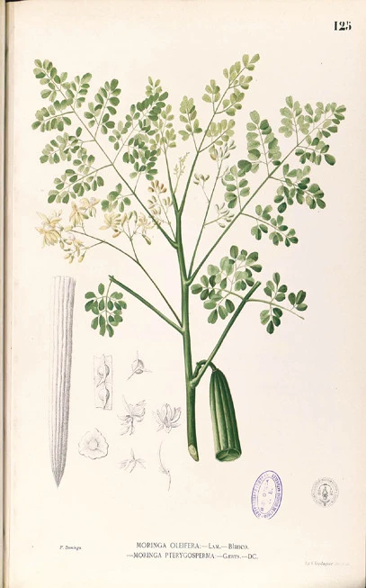 Moringa  , μορίγκα , μορίνγκα ,  (Moringa Oleifera) 3