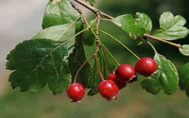 Κράταιγος ,  ( crataegus spp ). 2