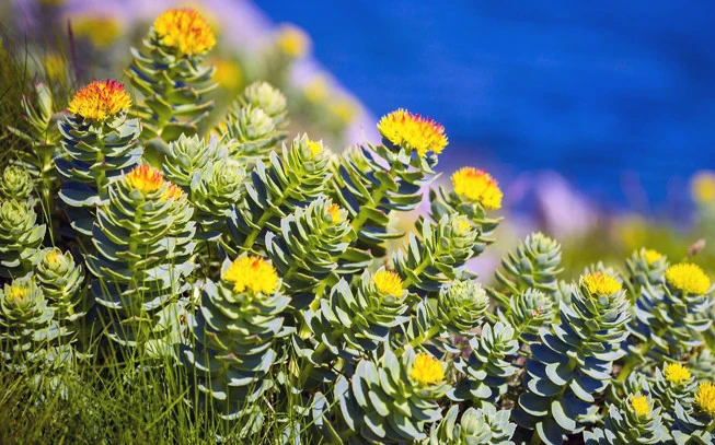 Rhodiola powder, golden root, rose root, Aaron rod, Arctic root, king's crown, (Rhodiola rosea). 2