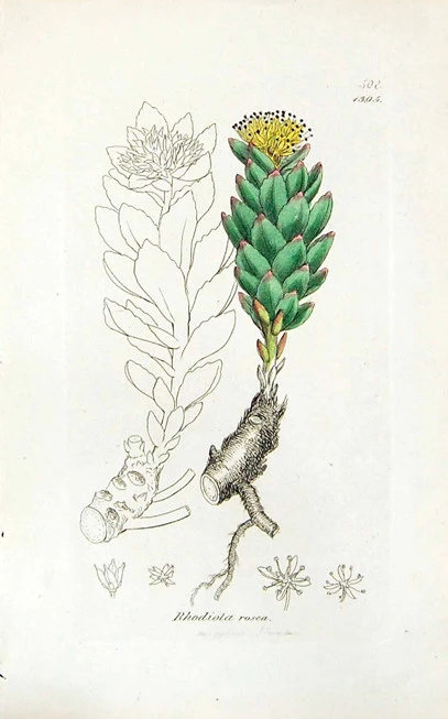 Rhodiola powder, golden root, rose root, Aaron rod, Arctic root, king's crown, (Rhodiola rosea). 3