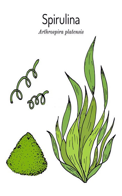Spirulina powder, (arthrospira platensis). 3