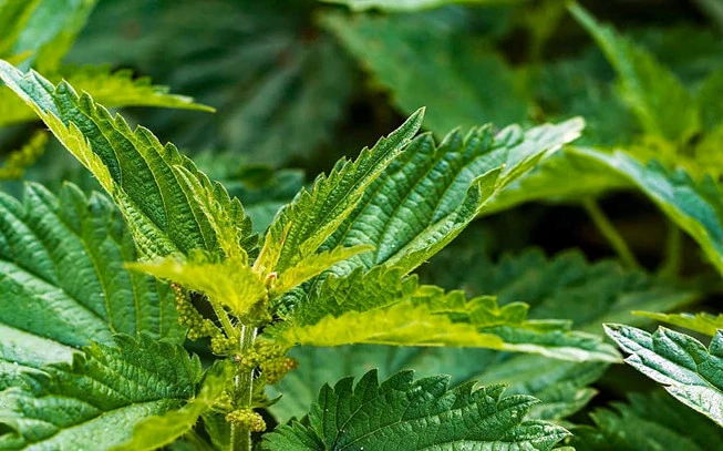 Nettle, common or stinging nettle , stinger, ( urtica dioica ). 2