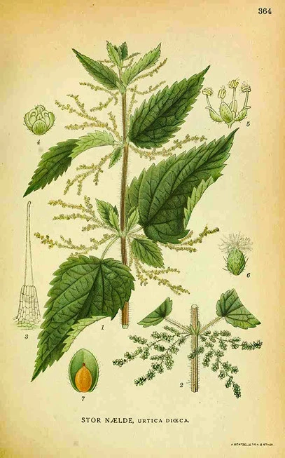 Nettle, common or stinging nettle , stinger, ( urtica dioica ). 3