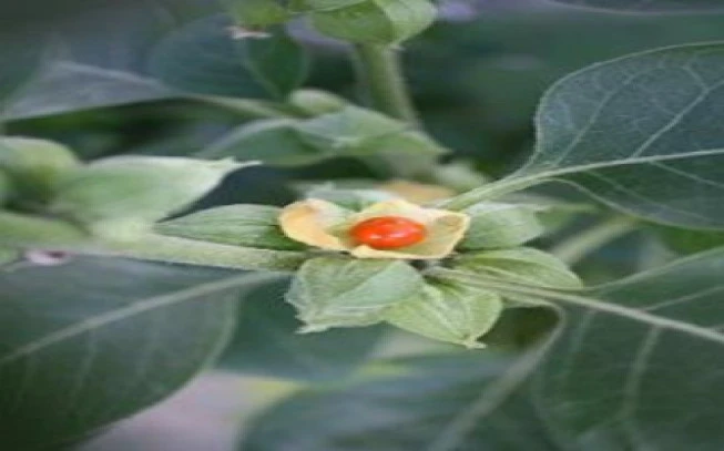 ASHWAGANDHA: Aswagandha, Alikakavo, Indian ginseng, winter cherry (withania somnifera). 2