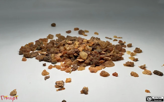 Smyrna resin, myrrh (Commiphora myrrha - Balsamodendron myrrha). 1