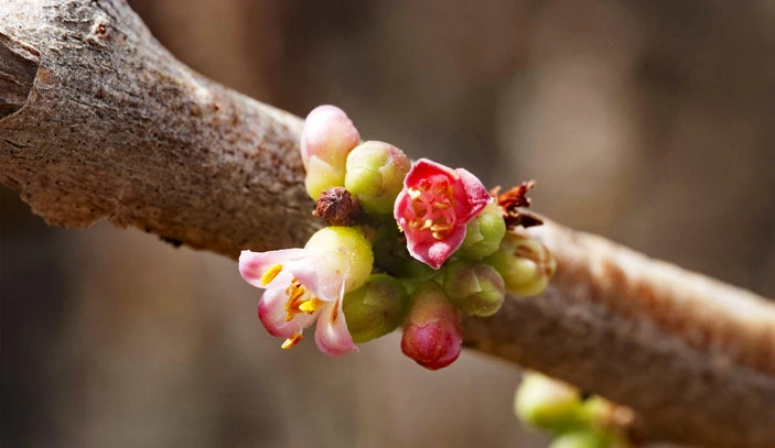 Smyrna resin, myrrh (Commiphora myrrha - Balsamodendron myrrha). 2