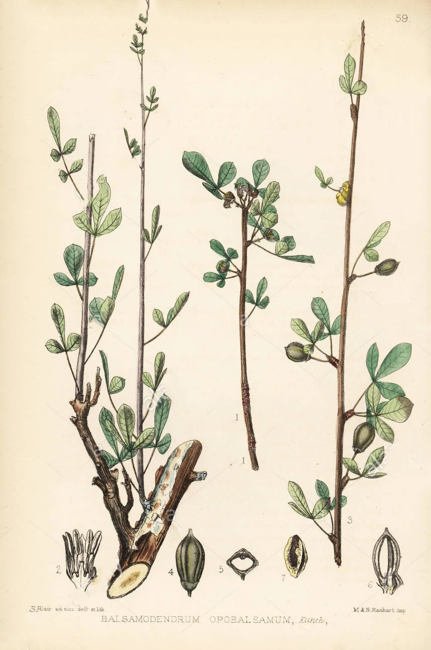 Smyrna resin, myrrh (Commiphora myrrha - Balsamodendron myrrha). 3