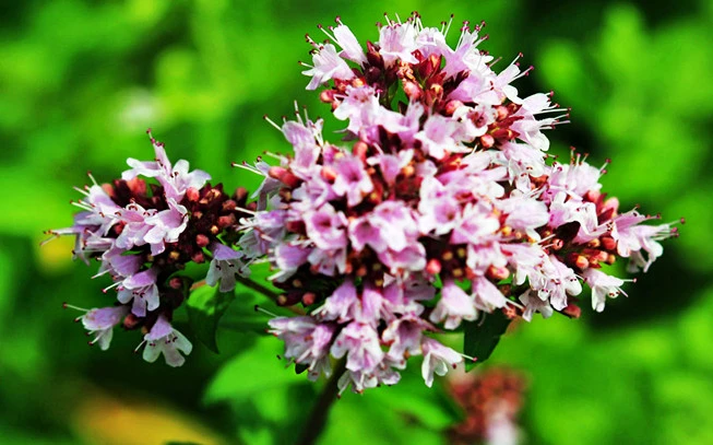 Oregano wild grated oregano, wild oregano, riano, oregano, Oregano, (origanum vulgare). 2