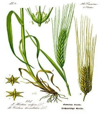 BARLEY GRASS: Barley grass. 3