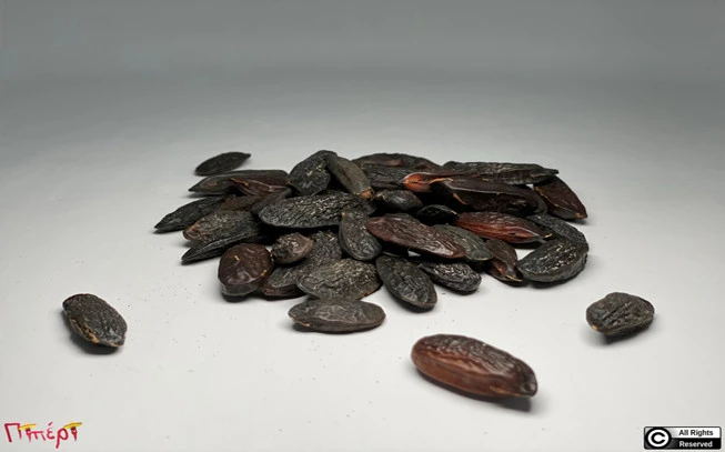 Τόνκα φασόλι σπόρος, ( Dipteryx odorata ). 1