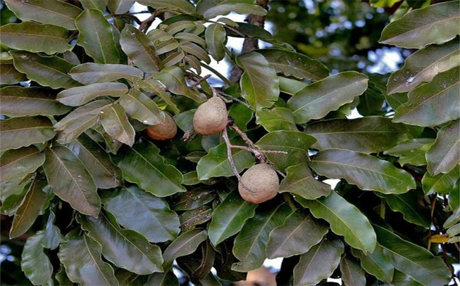 Τόνκα φασόλι σπόρος, ( Dipteryx odorata ). 2