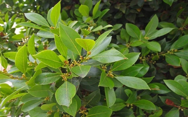 Δαφνοκούκουτσο  ,  ( Laurus nobilis). 2