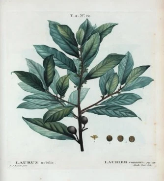 Δαφνοκούκουτσο  ,  ( Laurus nobilis). 3
