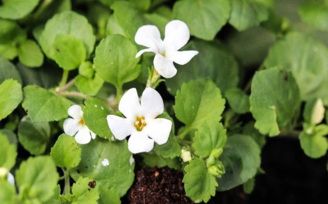 BRAHMI: waterhyssop, Bacopa monnieri, brahmi, herb of grace, water hyssop, (Bacopa monnieri) .. 2