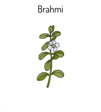 BRAHMI: waterhyssop, Bacopa monnieri, brahmi, herb of grace, water hyssop, (Bacopa monnieri) .. 3