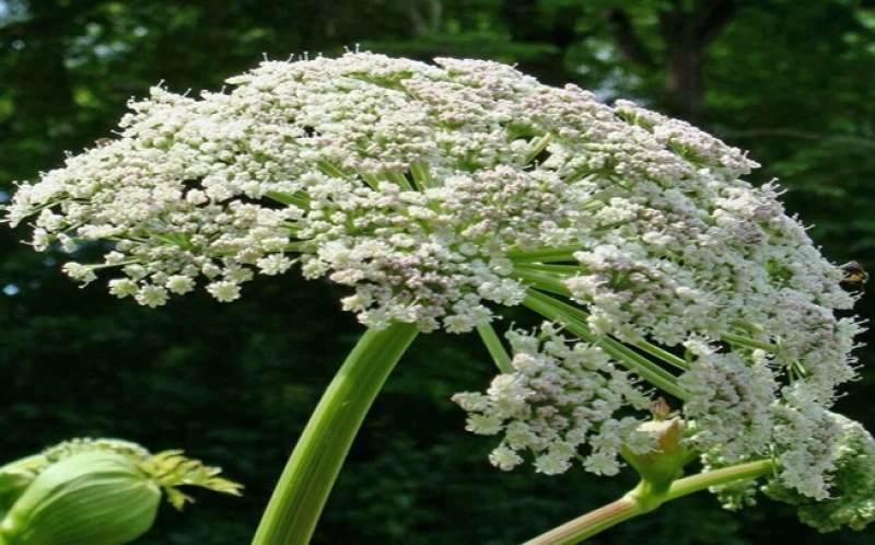 Αγγελική , garden angelica , ( Angelica archangelica ). 2
