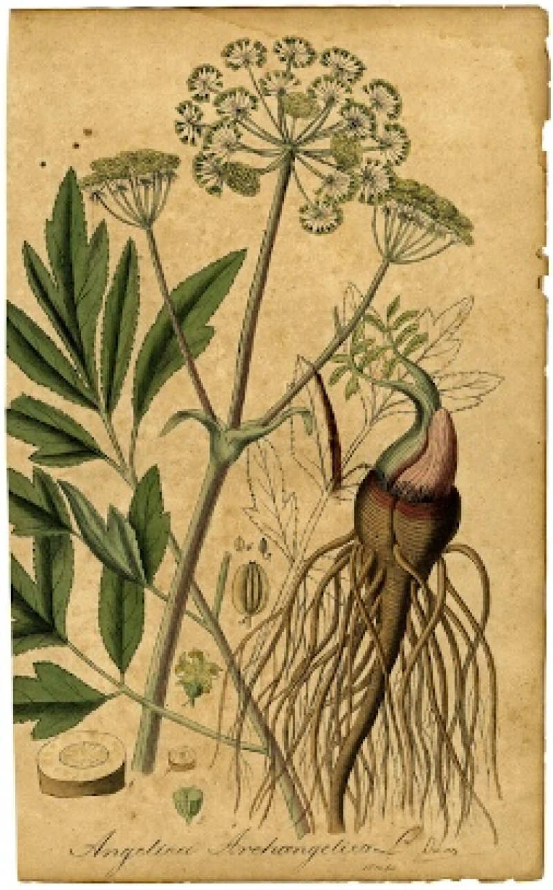 Αγγελική , garden angelica , ( Angelica archangelica ). 3
