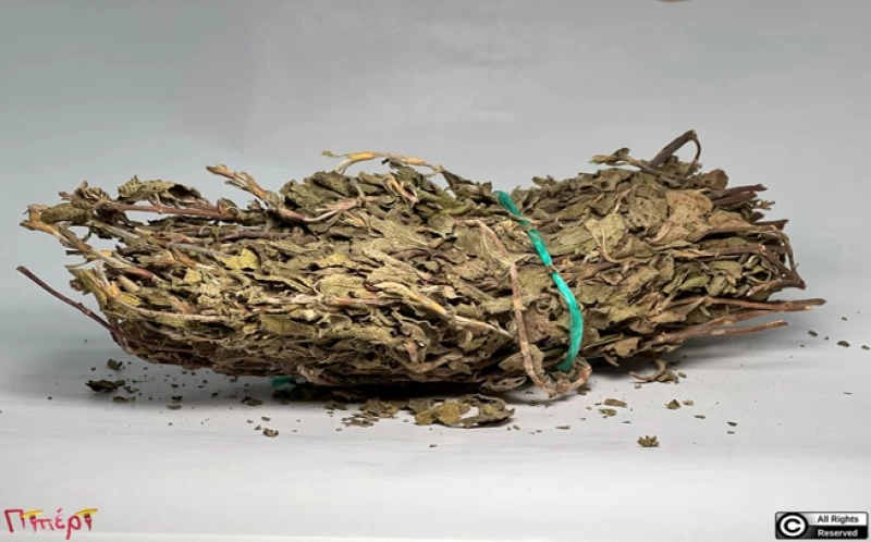 Αγγελική , garden angelica , ( Angelica archangelica ). 1