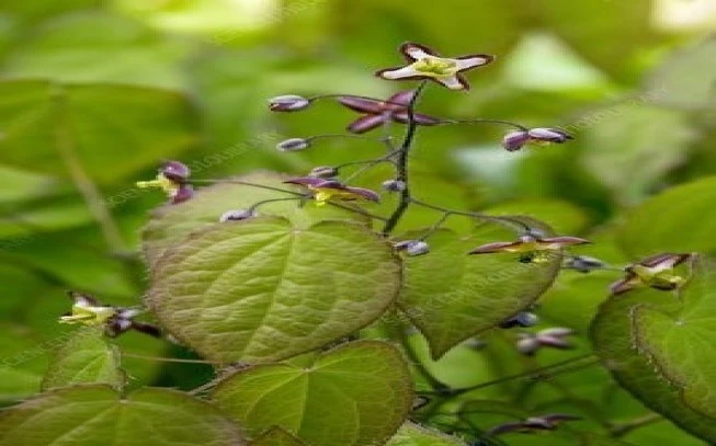 Horny goat , Επιμήδιο, (Epimedium alpinum) (χόρνι γκόουτ)). 2