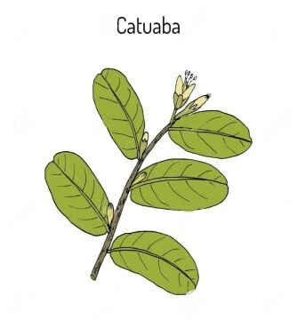 Catuaba powder(Erythroxylum Catuaba) 3