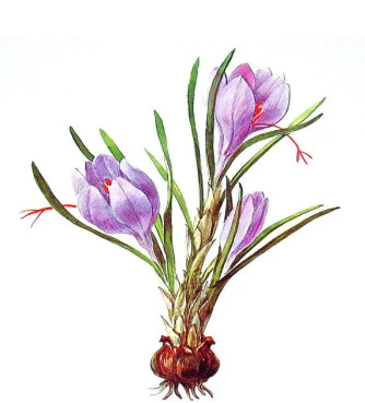 Saffron 0,5 gr  in filaments, (crocus sativus).  3