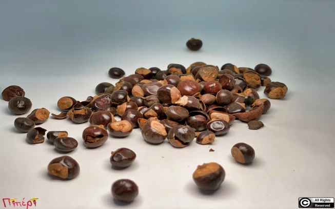 Guarana  (Paullinia cupana).(γκουαρανά) 1