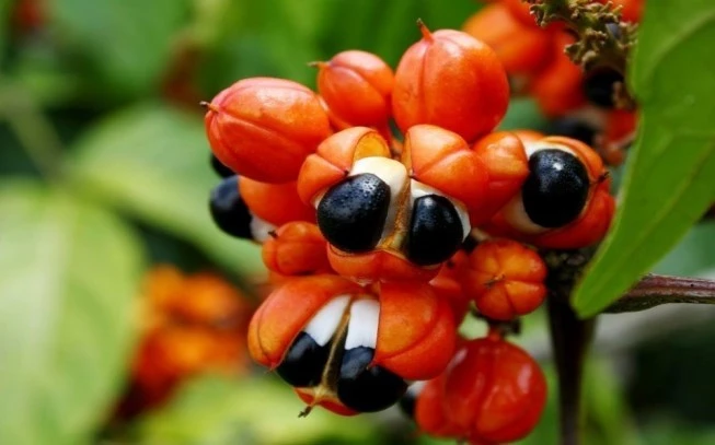 Guarana  (Paullinia cupana).(γκουαρανά) 2